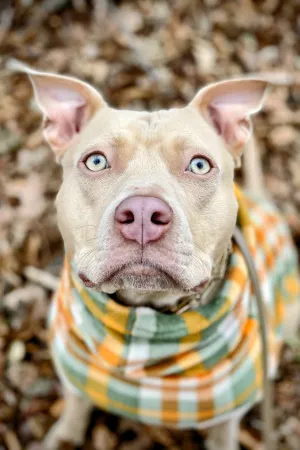 Fall Plaid Dog Sweater